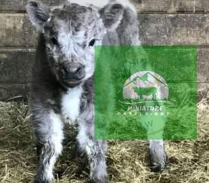 Fluffy baby cow