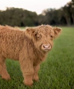 Mini Heifer